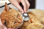 Основные вирусные заболевания кошек