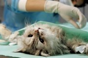 В чем преимущества стерилизации кошки