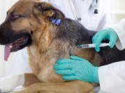 Особенности ветеринарной вакцинации - фото