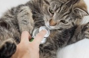 Профилактика инфекционных и инвазионных болезней кошек.