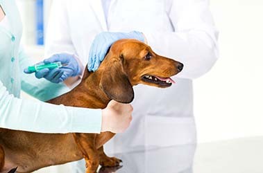 Прививка от бешенства собаке: зачем делать, когда прививать
