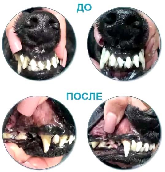 Зубной камень у собак 