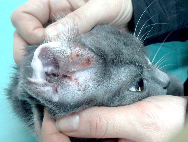 Симптомы аллергии на корм у котенка - ветклиника Кот Матроскин