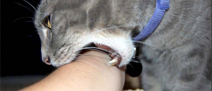 Бешенство у кошек: симптомы и признаки, инкубационный период бешенства