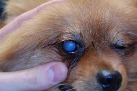 Лечение катаракты у собак