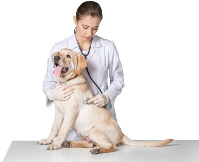Рахит у собак: симптомы, признаки, лечение, витамины