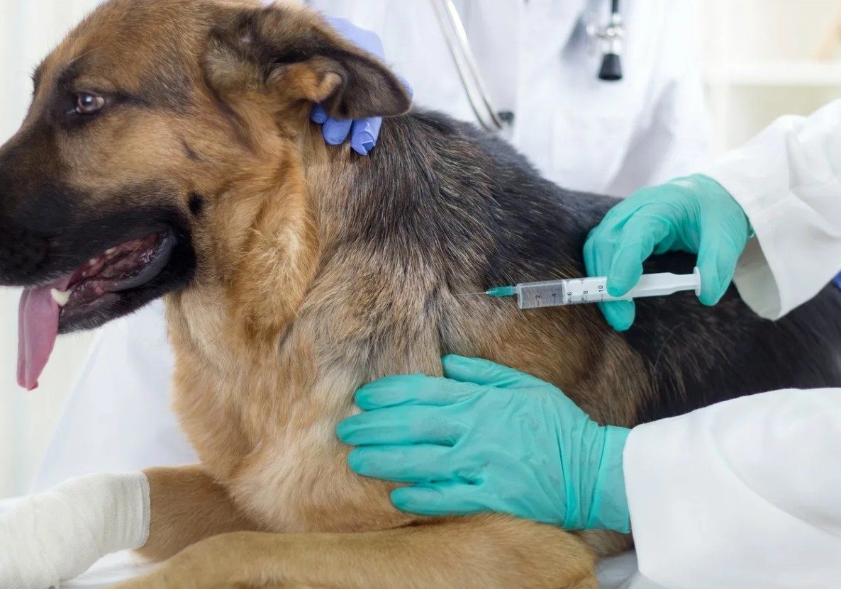 вакцинация животных от бешенства в нижнем новгороде - фото