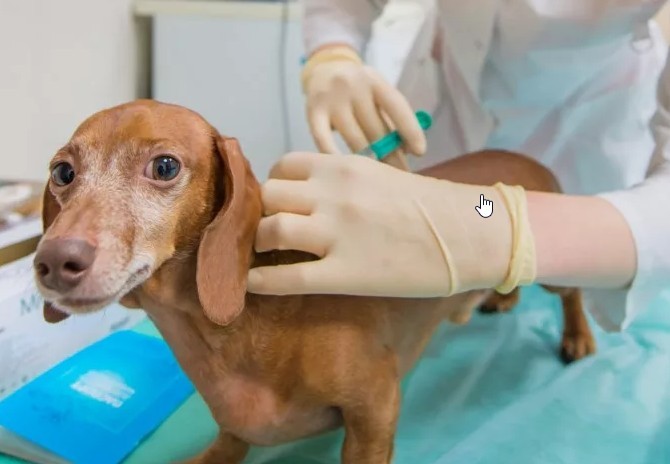 прививка собаке от бешенства - фото