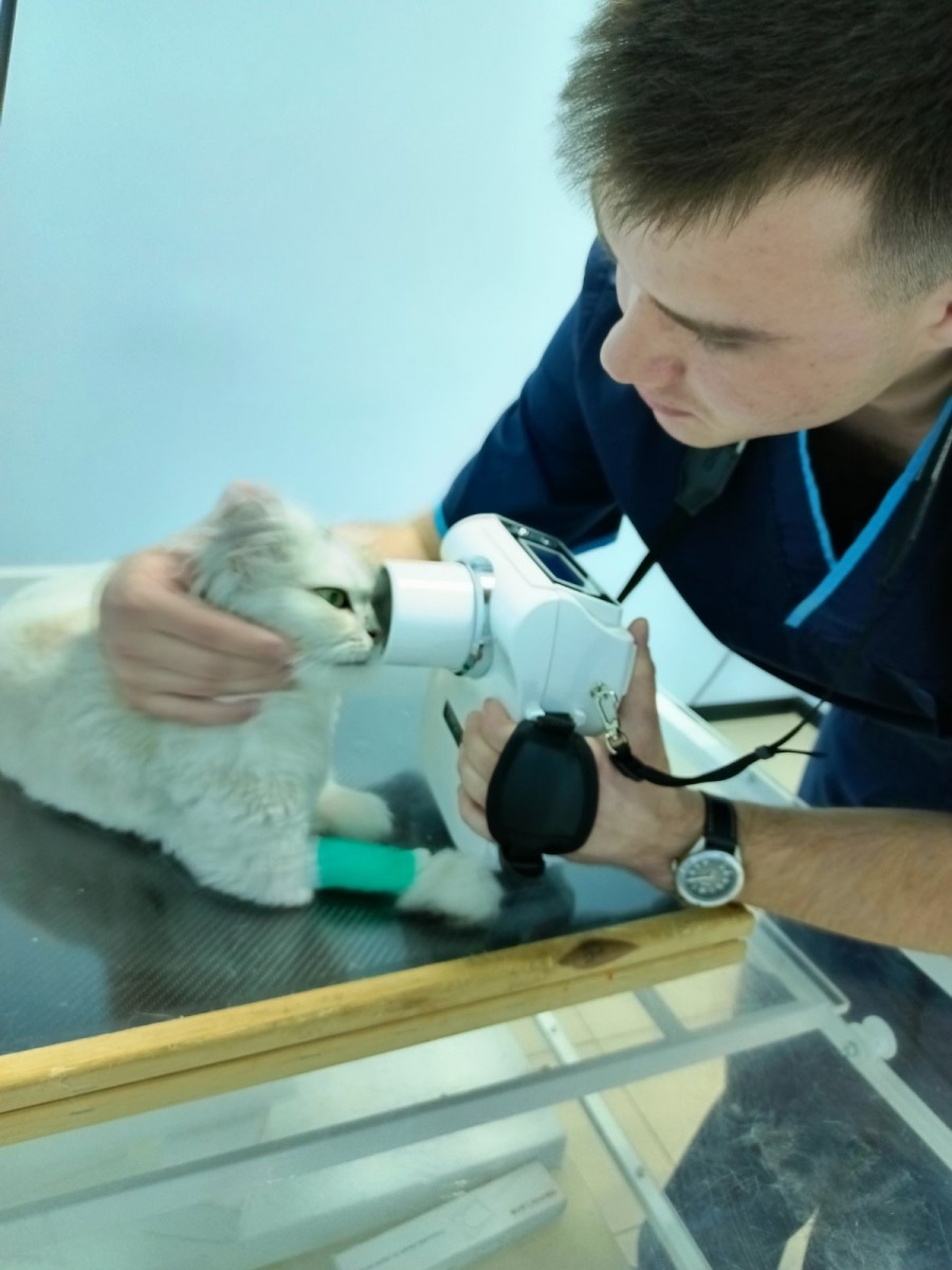 дентальный рентген для собак и кошек - фото