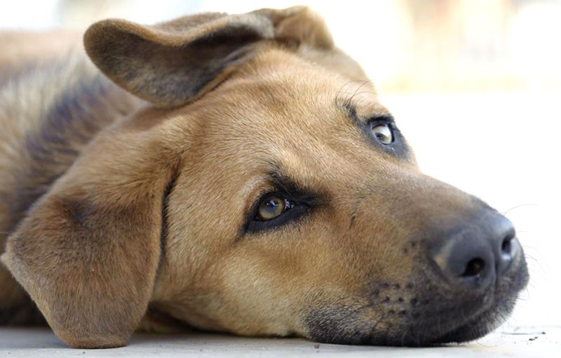 Бактериальные причины чумки у собак