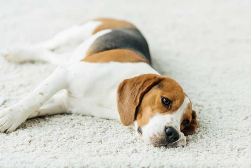 Эпилепсия у собак: симптомы и признаки, лечение, приступ