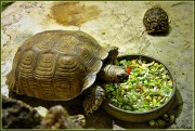 Где и как правильно кормить красноухих черепах?