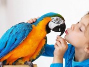 ПОПУГАИ/ Говорящие попугаи