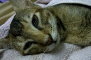 Вирусная лейкемия и лейкоз у кошек
